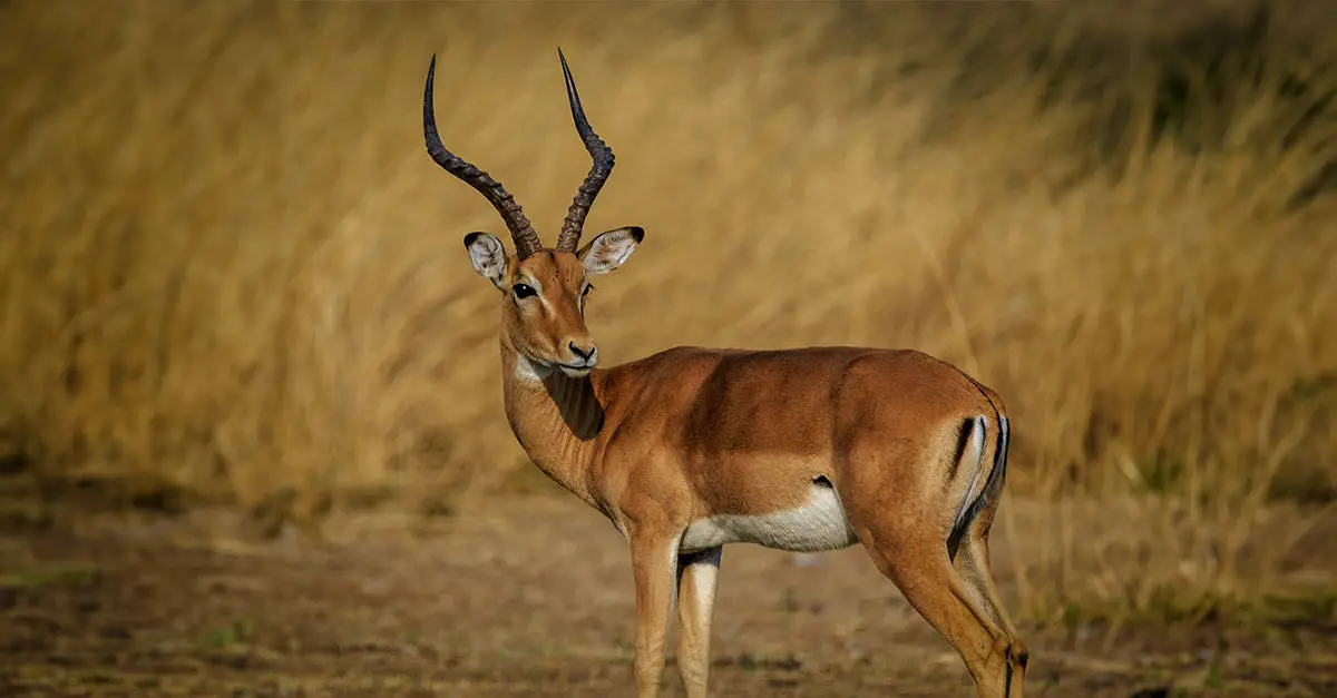 A Gazelle standing, and looking backwards