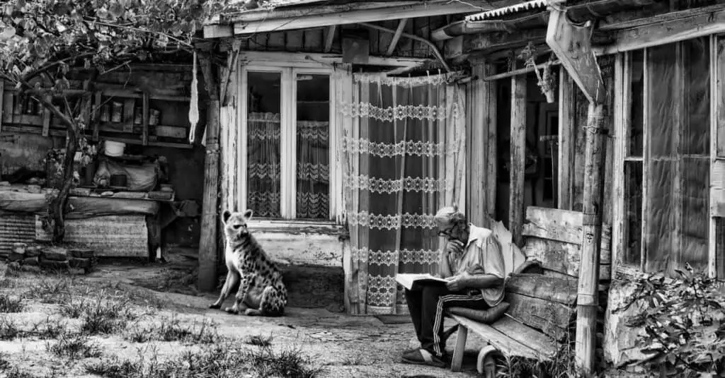 A hyena looking at a man reading a book